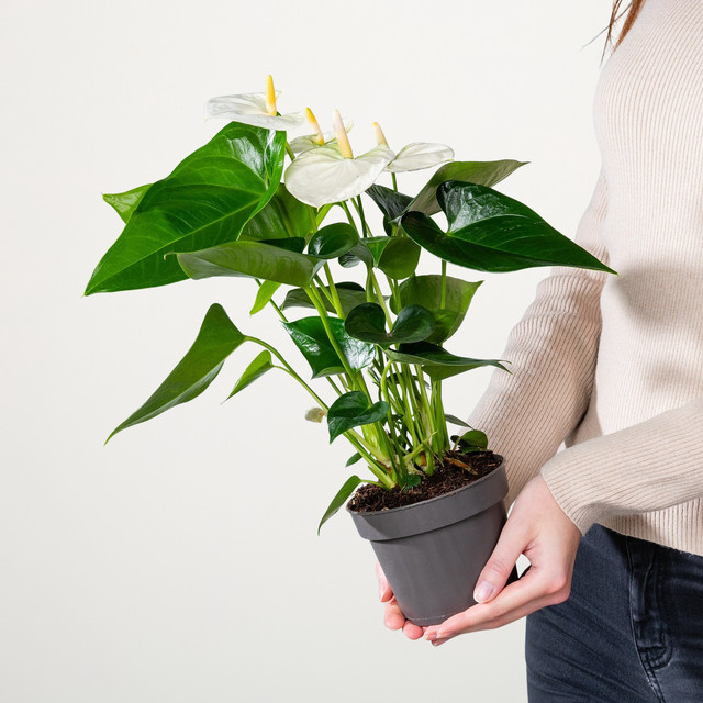 Anthurium Flamingoblume Elido von BLUME2000 in Weiß und Grün - Bild 1