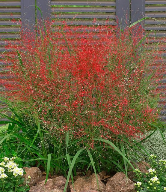 Rotes Liebesgras - Bild 1