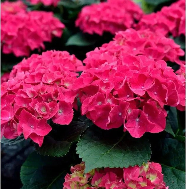 Bauernhortensie Speedy Red Hydrangea paniculata in Rot und Pink, Höhe: 40-60 cm - Bild 1