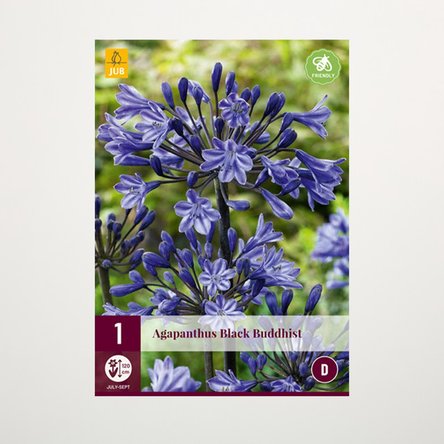 Agapanthus Black Buddhist Blumenzwiebel für Garten und Balkon - Bild 1