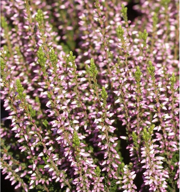 10x Calluna vulgaris Gardengirls Pink Alica Knospenheide Polsterheide - Bild 1