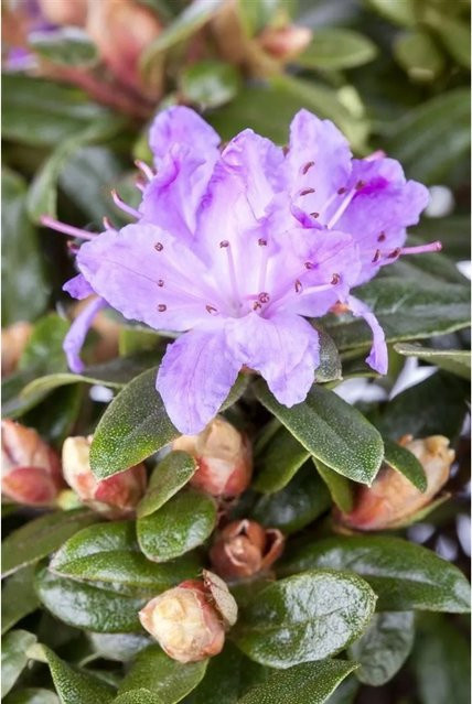 Zwerg-Rhododendron Impeditum Blue Tit in Blau für deinen Garten oder Balkon, Höhe: 35 cm - Bild 1