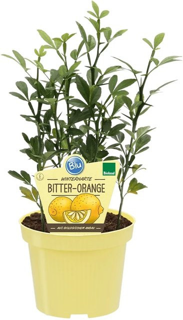 Blu Bio-Bitterorange Poncirus trifoliata winterhart im Topf Ø ca. 12 cm - Bild 1
