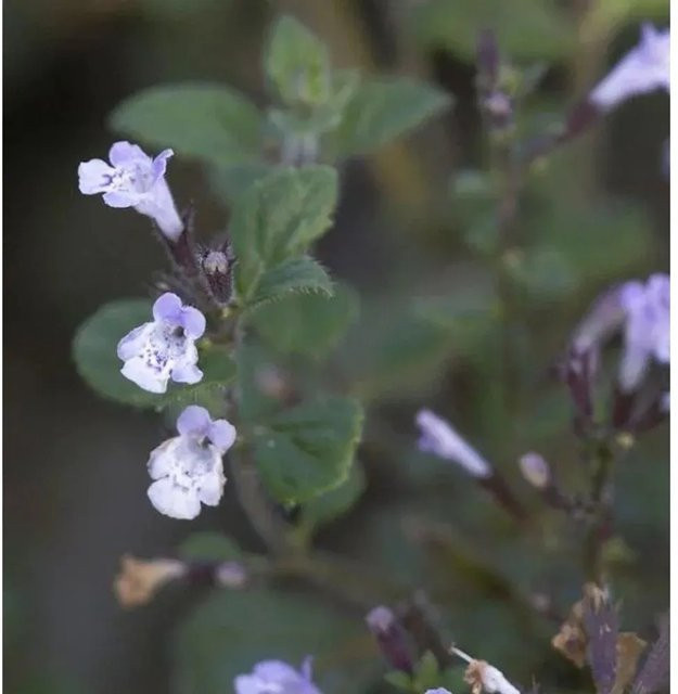 Kleinblättrige Bergminze Blue Cloud Calamintha nepeta als mehrjährige Pflanze in Blau und Violett - Bild 1
