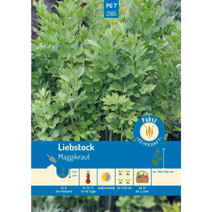 Pabst Keimkraft Liebstock Maggikraut Saatgut für Suppen, Salate und Tee - Bild 2