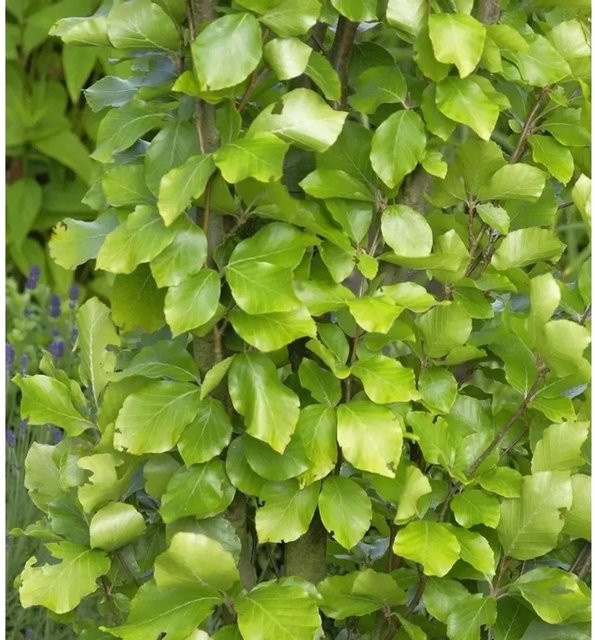 Gelbe Säulen Buche Fagus sylvatica Baum für den Außenbereich Höhe: 80-100 cm - Bild 1