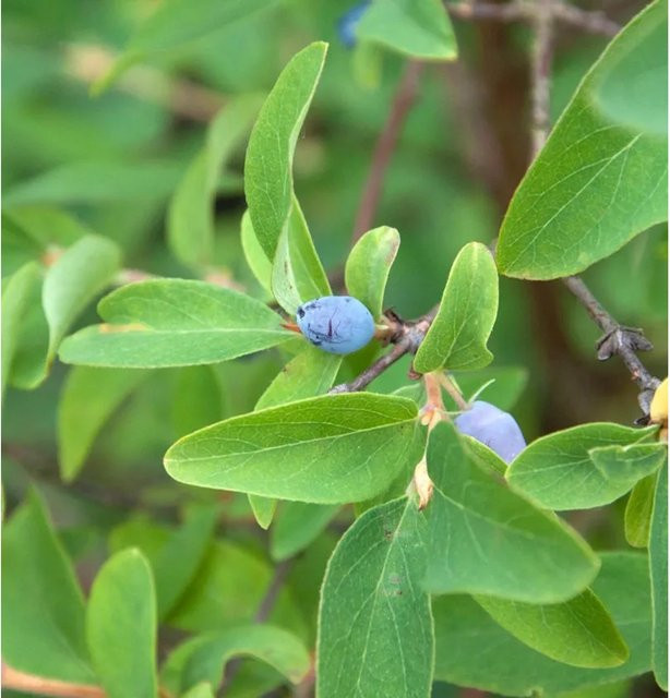 Blaue Heckenkirsche Lonicera caerulea Beerenstrauch als Heckenelement - Bild 1