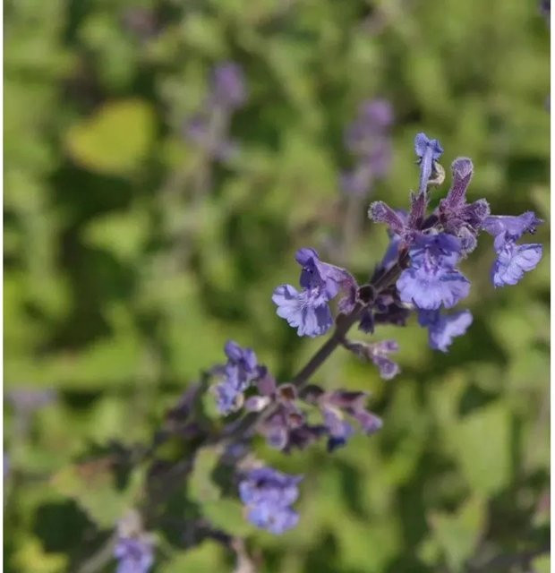 Katzenminze Nepeta faassenii von Kit Cat als mehrjährige Pflanze für den Garten und als Bienenweide - Bild 1