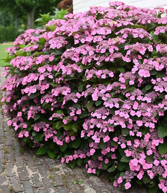 Hortensie Pink Lace - Bild 1