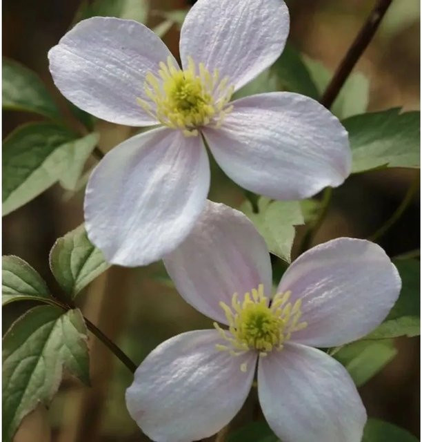 Clematis montana Berg Waldrebe Superba weiß Kletterpflanze für den Garten 60-80 cm - Bild 1