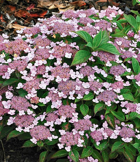 Zwerg-Hortensie Lace Delight - Bild 1