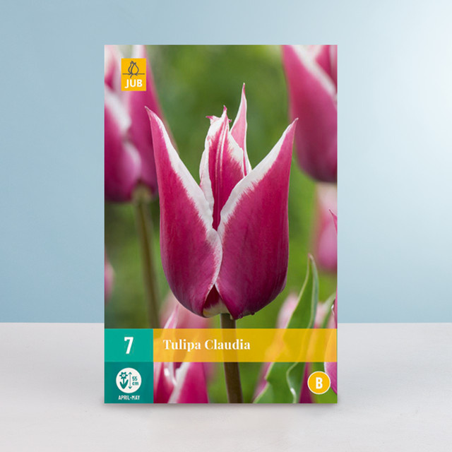 Lilienblütige Tulpe Claudia von BLUME2000 mit 7 Zwiebeln für Beete und Blumenkübel - Bild 1