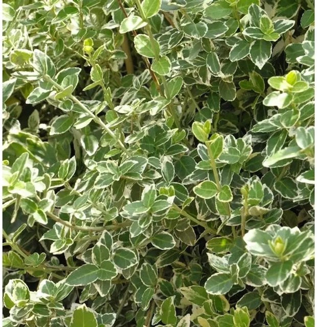 10x Weißbunte Kriechspindel Euonymus fortunei Emerald Gaiety als Bodendecker, Höhe: 10-15 cm, Grün-Weiß - Bild 1