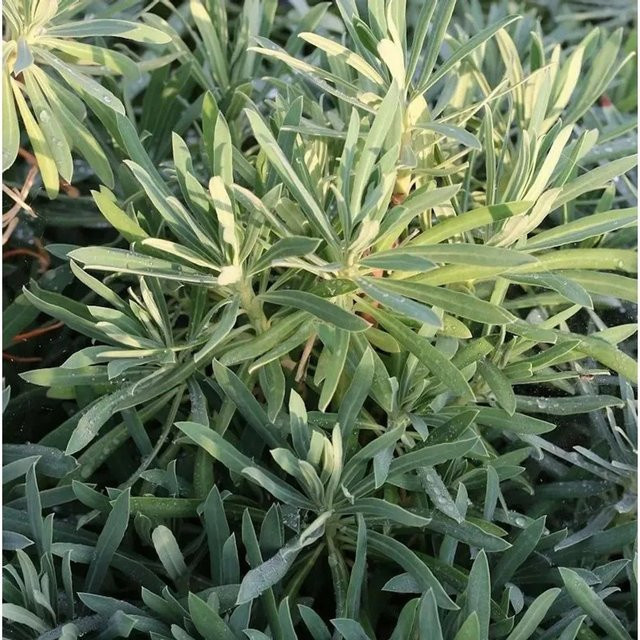 Euphorbia characias Wolfsmilch Wulfen als grüne Stauden-Bodendecker von Nr-01.de - Bild 1