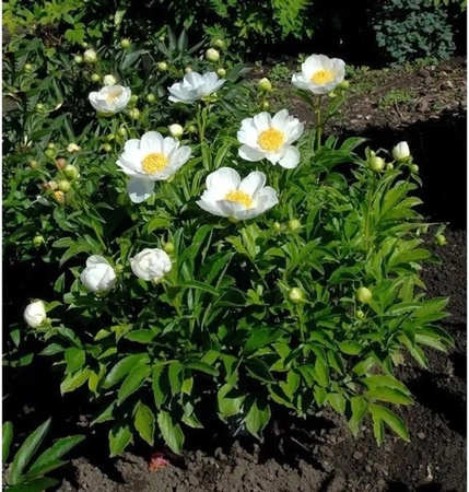 Edelpfingstrose Jan van Leeuwen Paeonia actiflora als mehrjährige Gartenpflanze