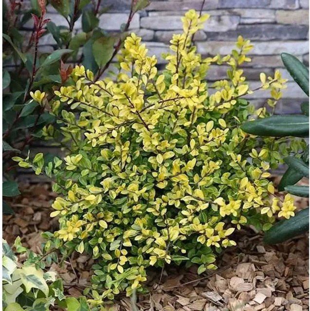 Gelbe Bergilex Stechpalme Ilex crenata als Heckenpflanze für den Garten, Höhe: 25-30 cm - Bild 1