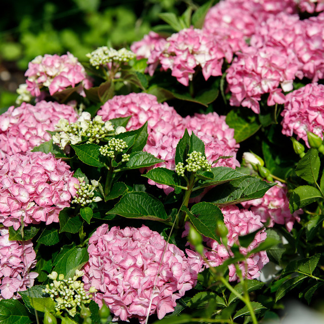 Bauernhortensie Forever & Ever rosa als Zierstrauch für deinen Garten und Balkon - Bild 1