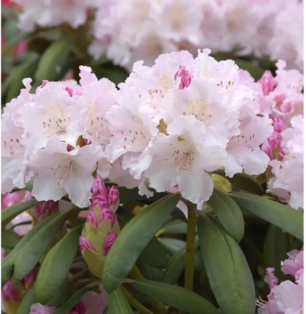 Rhododendron Yakushimanum Schneewolke Nr-01.de als Strauch und Heckenpflanze für deinen Garten - Bild 1