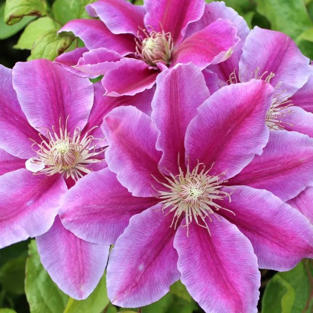 Waldrebe Dr. Ruppel Rosa, Höhe: 40 - 60 cm, Topf-Durchmesser: 17 cm - Bild 1