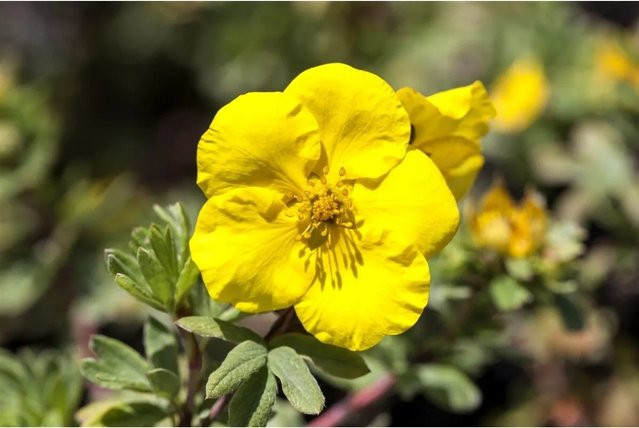 Potentilla Goldteppich Fingerstrauch Gelb im Topf - Bild 1