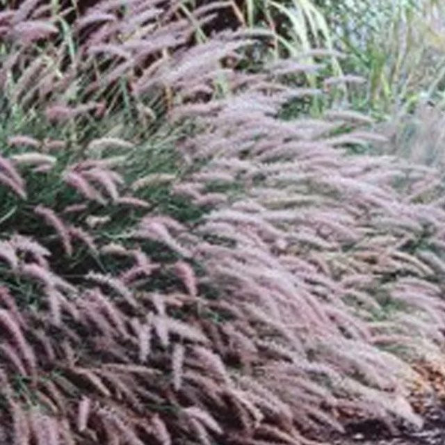 6er Set Lampenputzergras Pennisetum viridescens von arborix im 9 cm Topf, pflegeleichtes Ziergras für Garten oder Zuhause - Bild 1