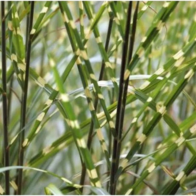 Miscanthus sinensis Chinaschilf Strictus im Topf, grün, perennial - Bild 1