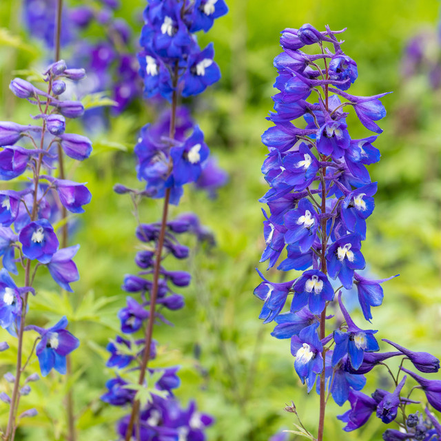BIO Rittersporn King Arthur Delphinium Stauden von BLUME2000, 3 Stück - Bild 1
