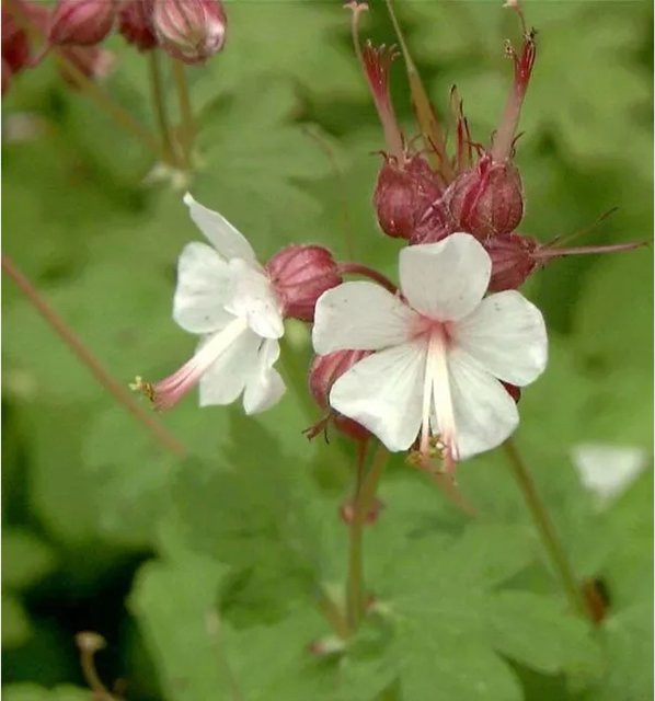 Balkanstorchschnabel Geranium macrorrhizum als mehrjähriger Bodendecker in Weiß oder Rosa - Bild 1