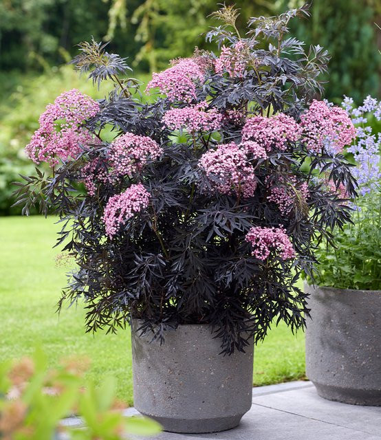 Terrassen-Holunder Cherry Lace® - Bild 1