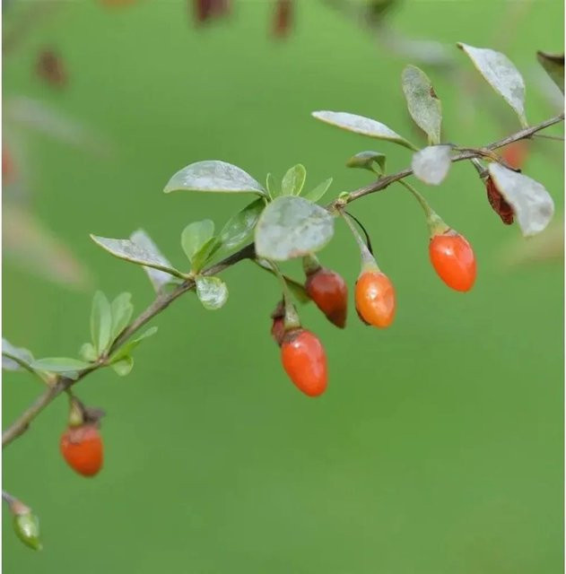 Lycium barbarum Teufelszwirn Super Success Goji-Beere Strauch 30-40cm - Bild 1