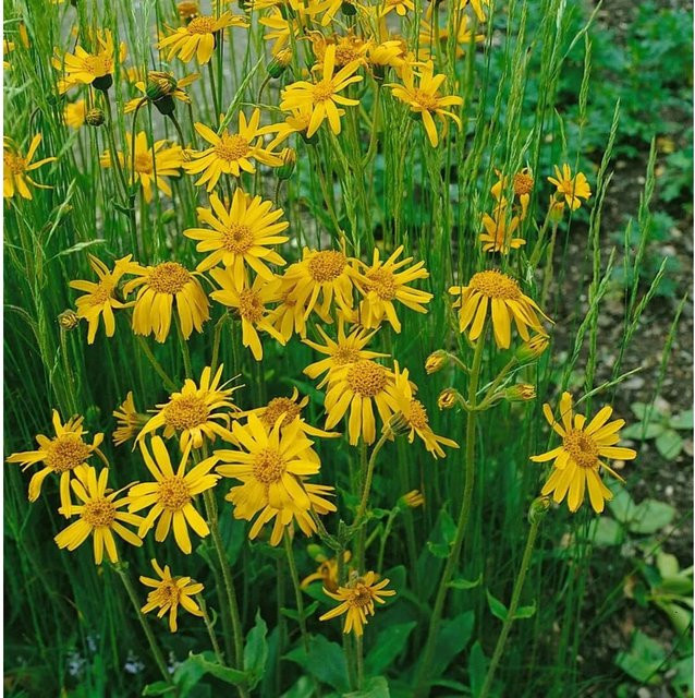 Amerikanische Arnika Arnica Chamissonis gelbe Staude im Topf, Topfgröße: 9 x 9 cm - Bild 1