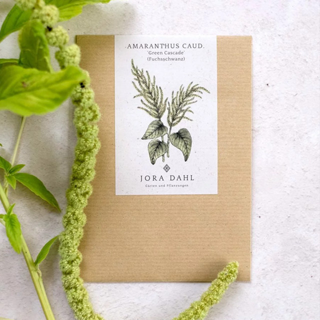 Jora Dahl Saatgut Fuchsschwanz Green Cascade für deinen Garten - Bild 1