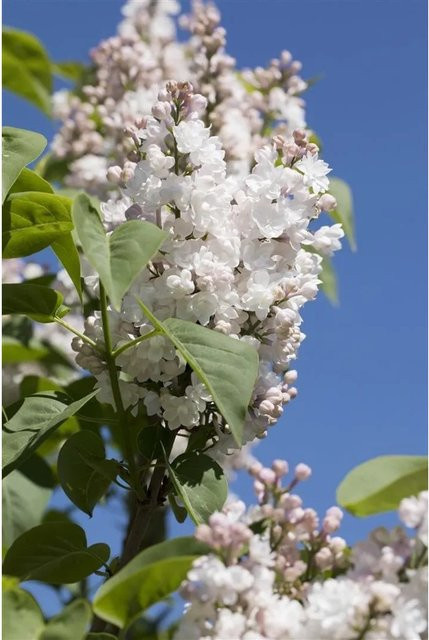Syringa Vulgaris Flieder Schöne Von Moskau von Pflanzen für dich, Höhe: 60-80 cm - Bild 1