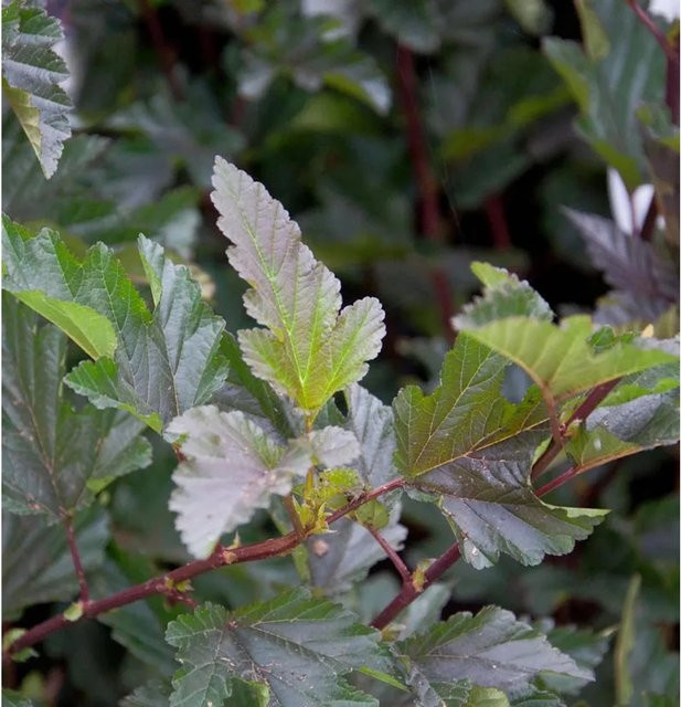 Physocarpus opulifolius Blasenspiere Red Baron roter Zierstrauch von Nr-01.de, Höhe: 125-150 cm - Bild 1