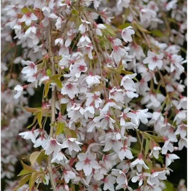 Prunus subhirtella Frühlingshängekirsche in Pink, Höhe: 100-125 cm - Bild 1
