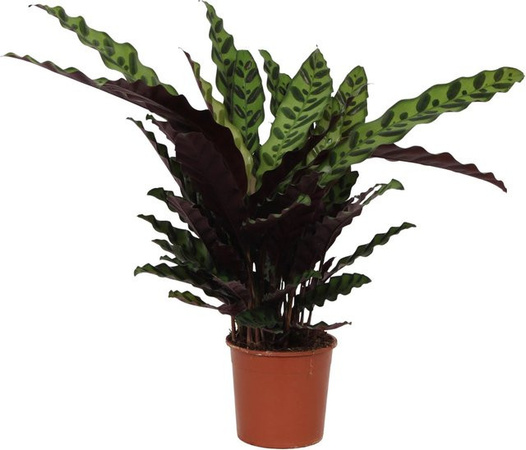 GROW by OBI Zimmerpflanze Calathea lancifolia Grün, Höhe: 50 cm, Topf-Ø: 14 cm