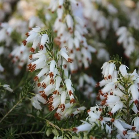 Arborix Winterheide Weiß Erica carnea immergrün im Container