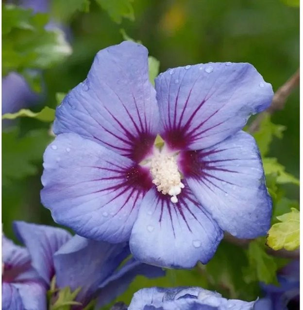 Garteneibisch Marina Hibiscus in Blau oder Rot für Freiland und Kübelpflanzung - Bild 1