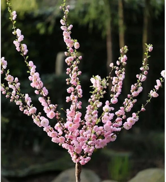 Hochstamm Mandelbäumchen Prunus triloba in Pink von Die Nr-01.de - Bild 1