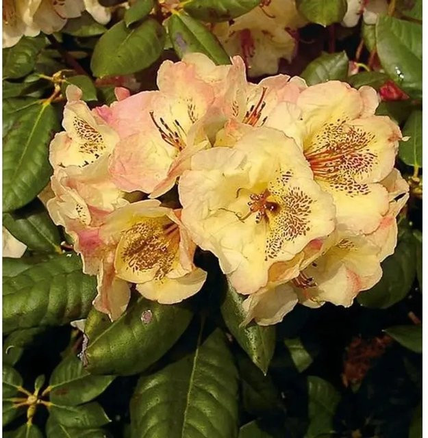 Großblumiger Rhododendron Viscy Alpenrose von Die Nr-01.de, Höhe: 30-40 cm - Bild 1