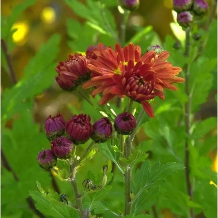 Winteraster Oktoberpracht Chrysanthemum hortorum von Nr-01.de