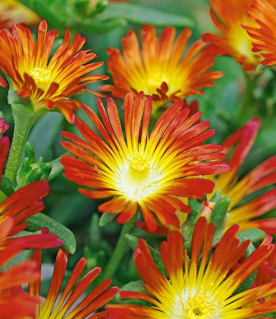 Winterharte Eisblume Fire Wonder - Bild 1
