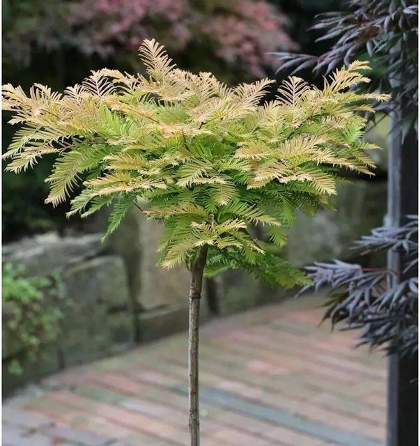 Hochstamm Kugel Urweltmammutbaum Metasequoia glyptostroboides von Nr-01.de, Höhe: 80-100 cm - Bild 1