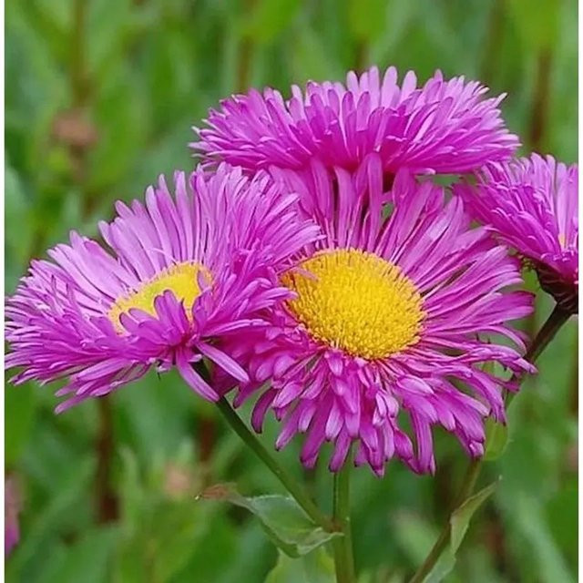 Erigeron cultorum Karminstrahl Pink - Mehrjährige Gartenpflanze für Beet und Schnittsträuße - Bild 1