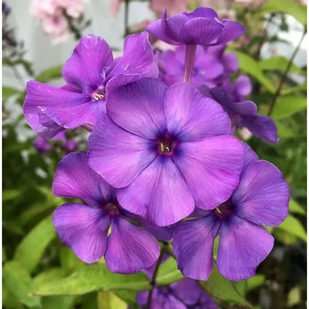 Hohe Flammenblume Blue Paradise Phlox Paniculata als Beetpflanze und Schnittblume in Blau und Violett von Nr-01.de