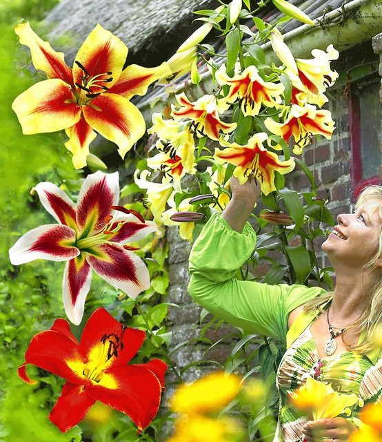 Tree-Lilies®-Kollektion - Bild 1