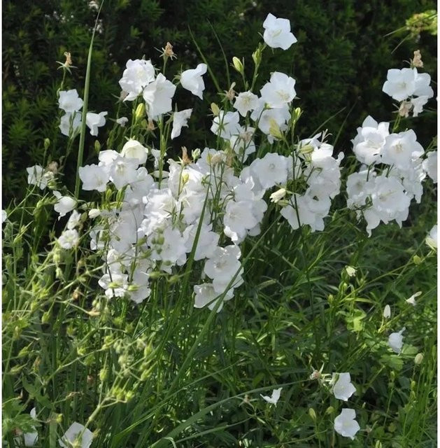 Pfirsichblütige Glockenblume Alba Campanula persicifolia in Weiß als mehrjährige Pflanze für den Naturgarten oder Bauerngarten - Bild 1