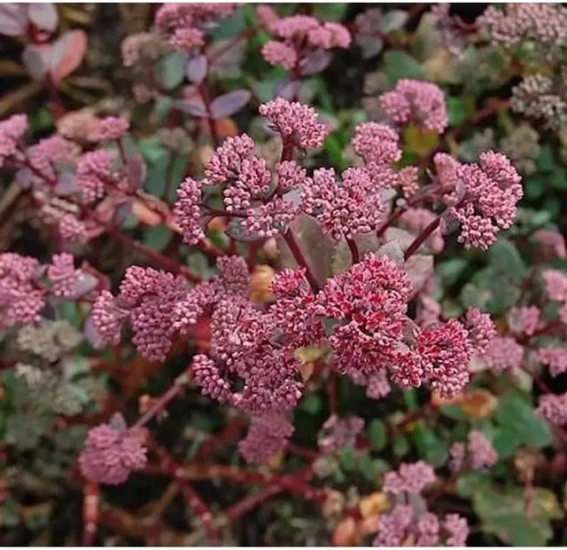 Große Fetthenne Red Cauli Sedum telephium rote Staude für den Garten - Bild 1