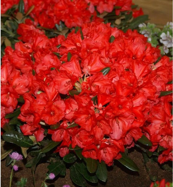 Rhododendron Karminkissen Alpenrose Hochstamm von Nr-01.de in Rot - Bild 1