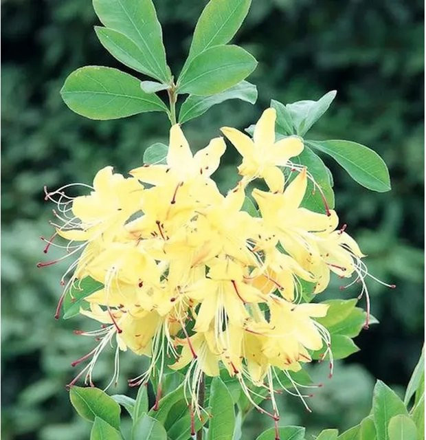 Rhododendron Lemon Drop Rhododendron viscosum gelb Höhe: 40-50 cm - Bild 1